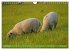 Faszination Deichschafe (Wandkalender... - Bild 5