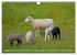 Faszination Deichschafe (Wandkalender... - Bild 7