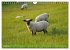 Faszination Deichschafe (Wandkalender... - Bild 8