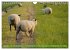 Faszination Deichschafe (Wandkalender... - Bild 9