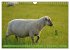 Faszination Deichschafe (Wandkalender... - Bild 10