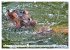 Das Wasser brodelt - Flusspferde im... - Bild 12