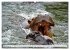 Das Wasser brodelt - Flusspferde im... - Bild 14