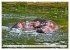 Das Wasser brodelt - Flusspferde im... - Bild 6