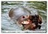 Das Wasser brodelt - Flusspferde im... - Bild 8