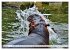 Das Wasser brodelt - Flusspferde im... - Bild 9