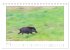 Wildschweine - Wildlife Fotografien... - Bild 11