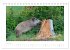 Wildschweine - Wildlife Fotografien... - Bild 12
