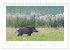 Wildschweine - Wildlife Fotografien... - Bild 13