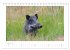 Wildschweine - Wildlife Fotografien... - Bild 14