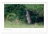 Wildschweine - Wildlife Fotografien... - Bild 15