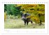Wildschweine - Wildlife Fotografien... - Bild 3