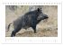 Wildschweine - Wildlife Fotografien... - Bild 4