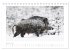 Wildschweine - Wildlife Fotografien... - Bild 7