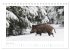 Wildschweine - Wildlife Fotografien... - Bild 8