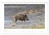 Wildschweine - Wildlife Fotografien... - Bild 9