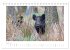 Wildschweine - Wildlife Fotografien... - Bild 10