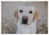 Verzauberung Labrador Retriever 2026... - Bild 14
