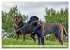 Beste Buddys (hochwertiger Premium... - Bild 2