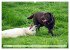 Beste Buddys (hochwertiger Premium... - Bild 12