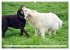 Beste Buddys (hochwertiger Premium... - Bild 4