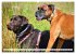 Beste Buddys (hochwertiger Premium... - Bild 7
