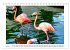 Pretty Flamingos in Cuba (Tischkalender... - Bild 11