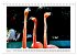 Pretty Flamingos in Cuba (Tischkalender... - Bild 12