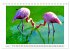 Pretty Flamingos in Cuba (Tischkalender... - Bild 13
