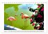 Pretty Flamingos in Cuba (Tischkalender... - Bild 14