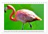 Pretty Flamingos in Cuba (Tischkalender... - Bild 15