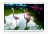 Pretty Flamingos in Cuba (Tischkalender... - Bild 3