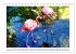 Pretty Flamingos in Cuba (Tischkalender... - Bild 4