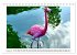 Pretty Flamingos in Cuba (Tischkalender... - Bild 7