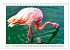 Pretty Flamingos in Cuba (Tischkalender... - Bild 10