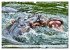 Das Wasser brodelt - Flusspferde im... - Bild 11