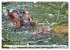 Das Wasser brodelt - Flusspferde im... - Bild 13