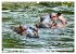 Das Wasser brodelt - Flusspferde im... - Bild 3