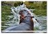 Das Wasser brodelt - Flusspferde im... - Bild 10