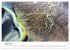 Island Luftaufnahmen (Wandkalender 2026... - Bild 14