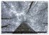 Rotbuchen (Wandkalender 2026 DIN A2... - Bild 5