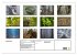 Rotbuchen (Wandkalender 2026 DIN A2... - Bild 6