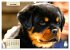 Mein Rottweiler. Nervenstarker... - Bild 12