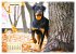 Mein Rottweiler. Nervenstarker... - Bild 14