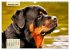 Mein Rottweiler. Nervenstarker... - Bild 5