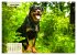 Mein Rottweiler. Nervenstarker... - Bild 7