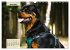Mein Rottweiler. Nervenstarker... - Bild 10