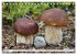 Pilze - tolle Funde (Tischkalender 2026... - Bild 11