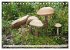 Pilze - tolle Funde (Tischkalender 2026... - Bild 14