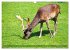 Damwild - stolze Tiere des Waldes... - Bild 11